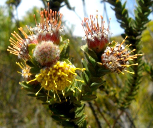 Leucospermum truncatulum blooming sequence